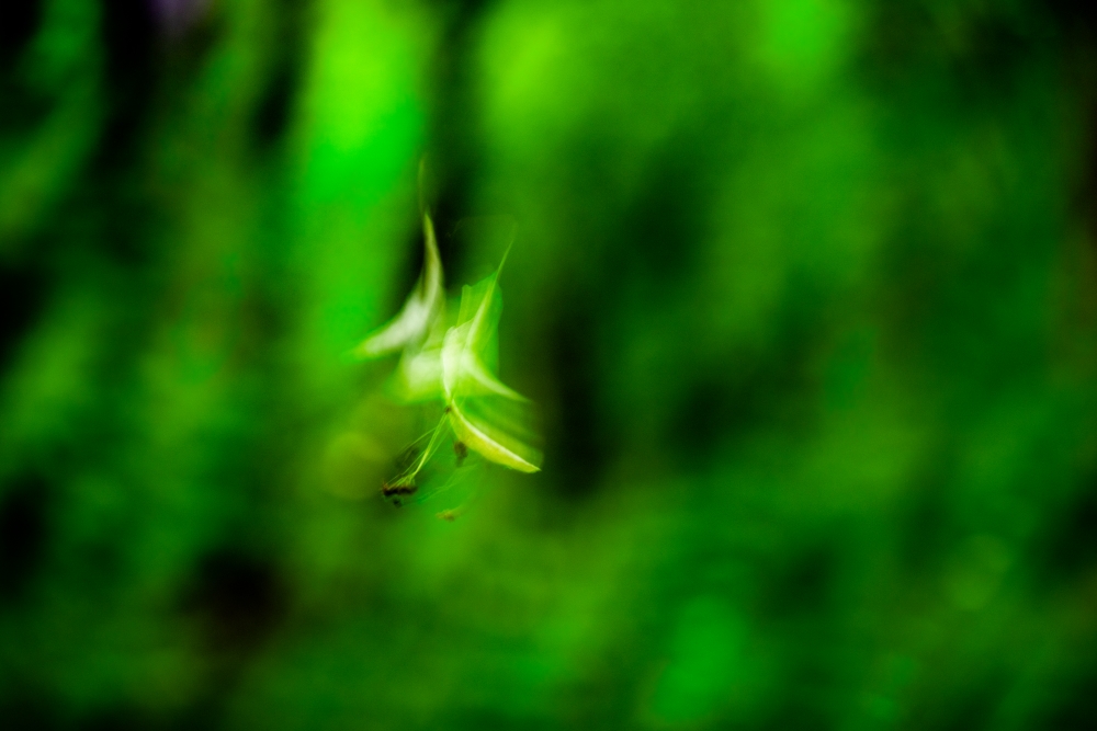 Bild Foto der Woche